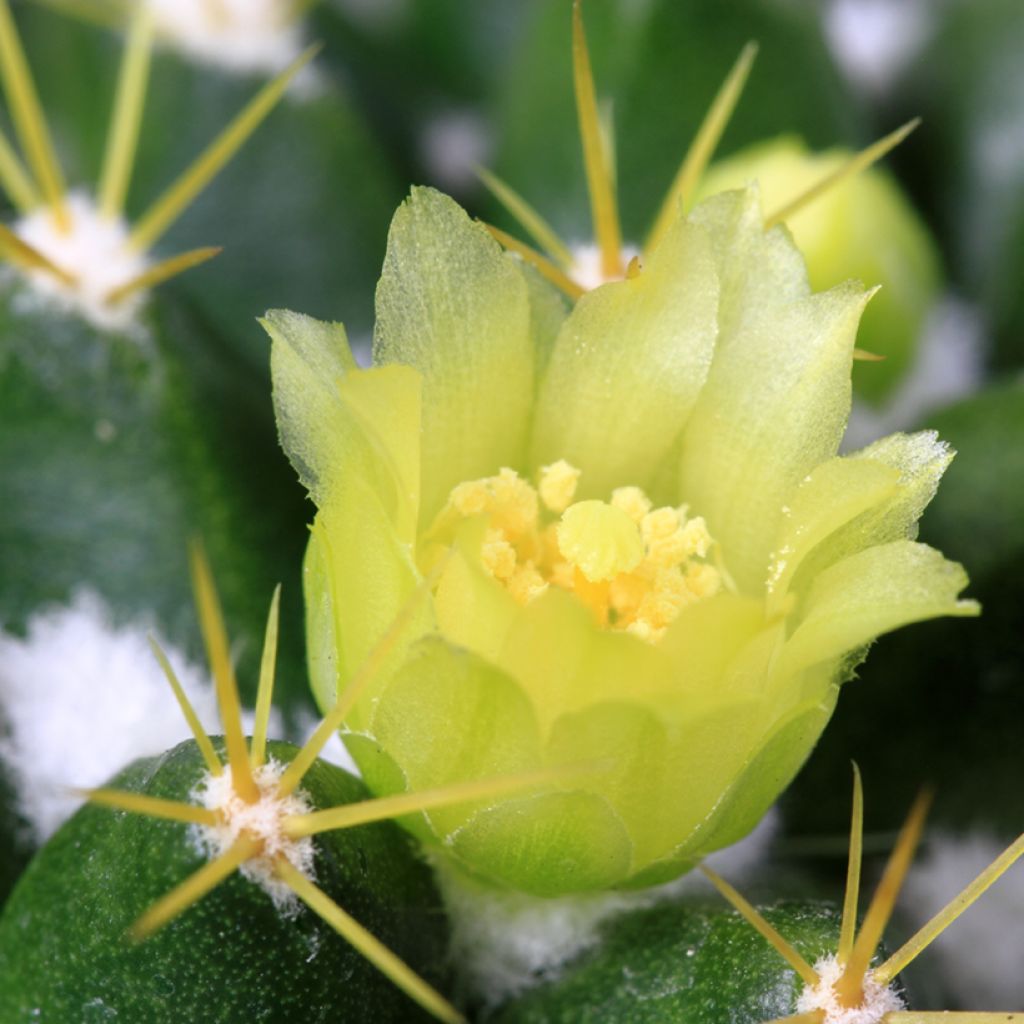 Kaktus - Mammillaria marksiana