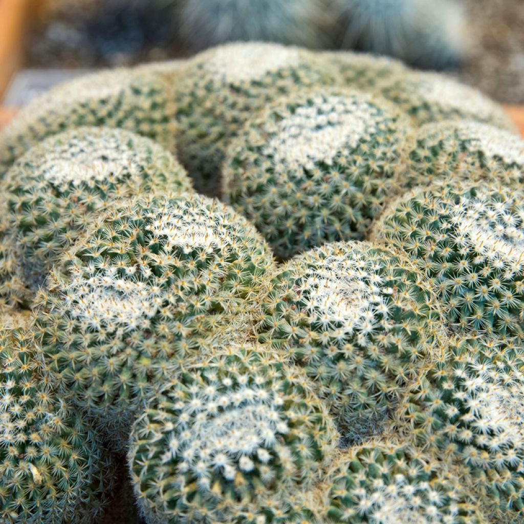Kaktus - Mammillaria muehlenpfordtii