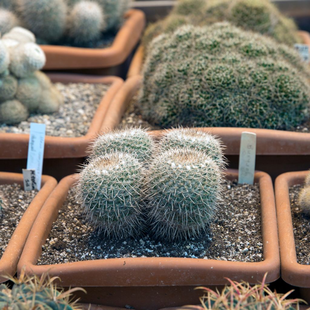 Kaktus - Mammillaria muehlenpfordtii