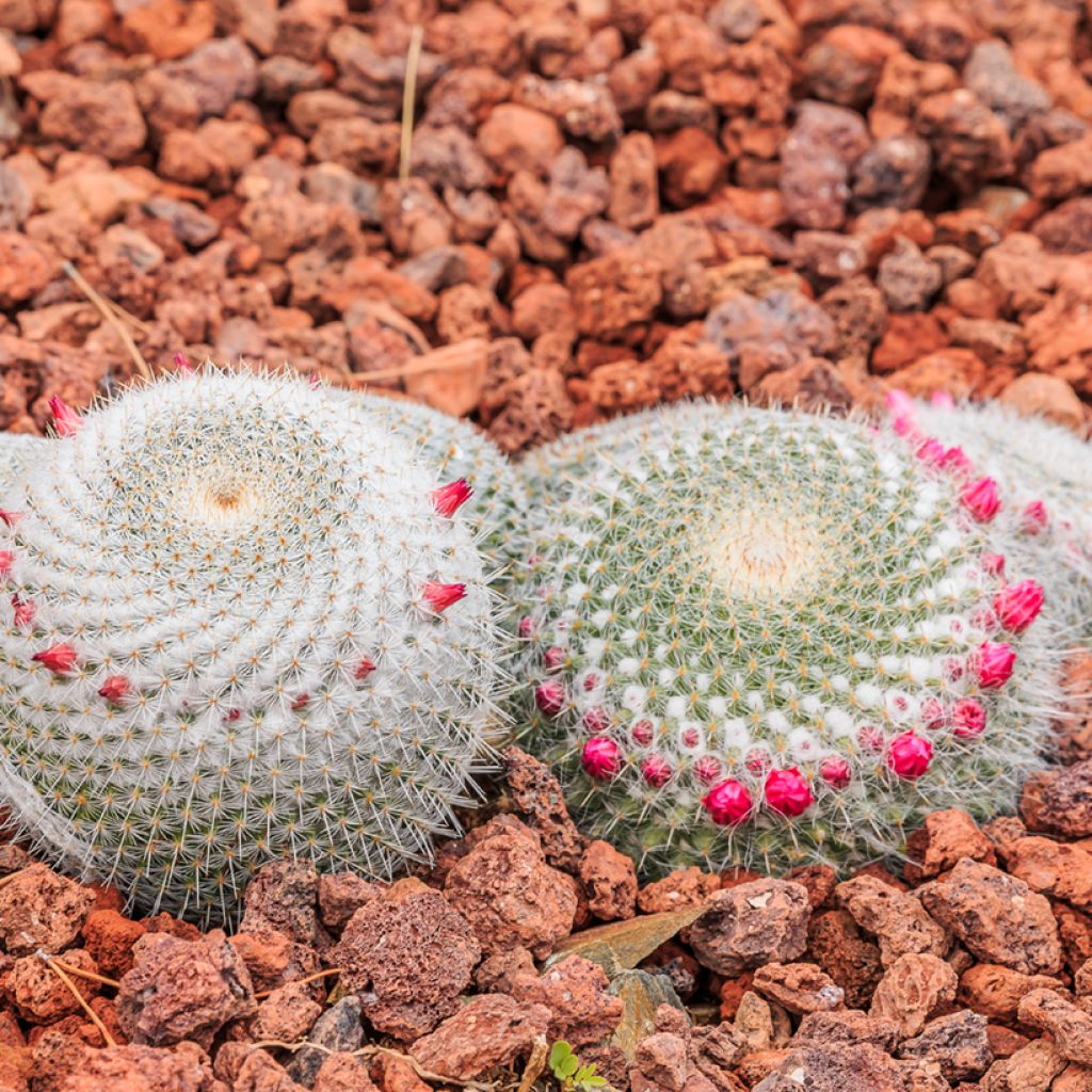 Kaktus - Mammillaria muehlenpfordtii