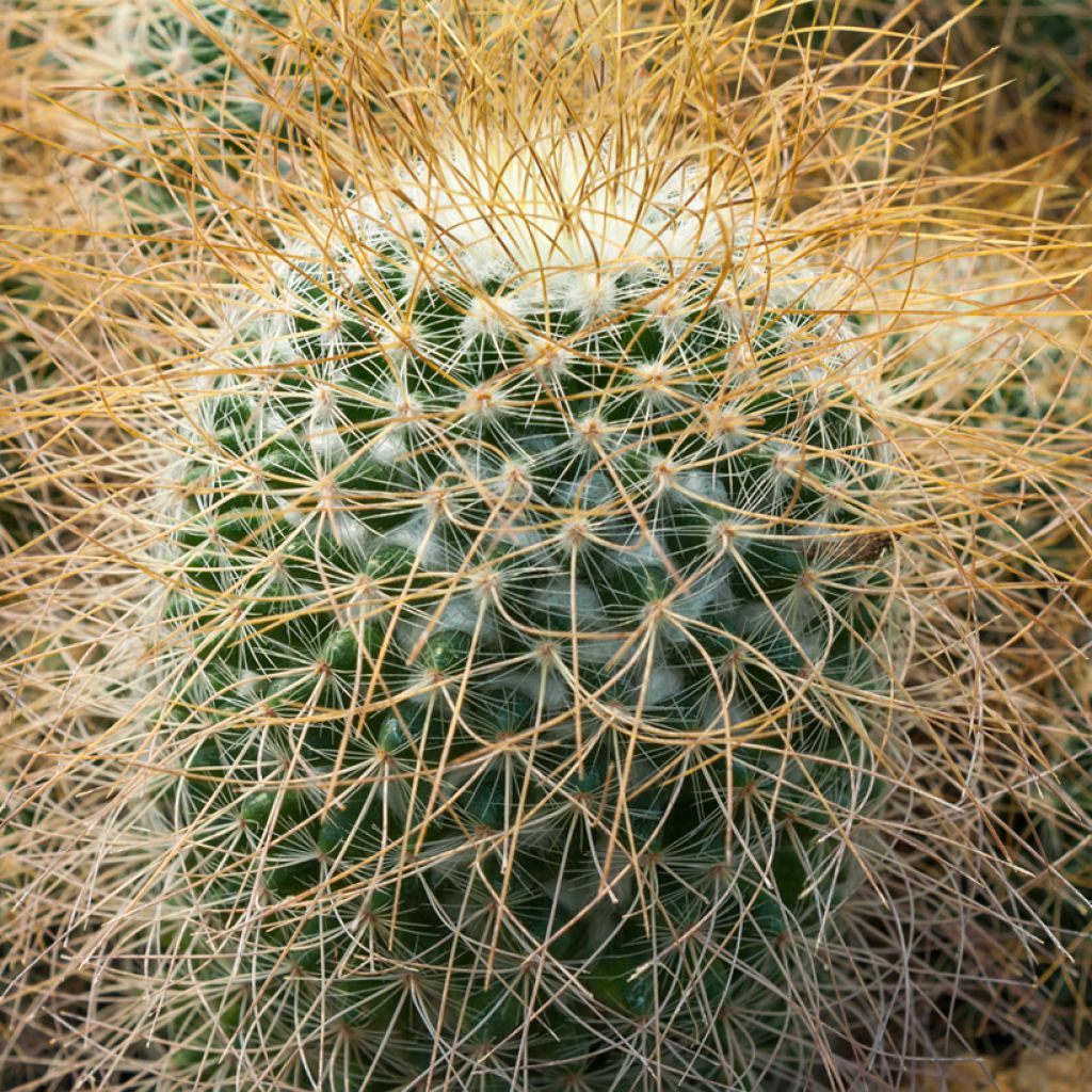 Kaktus - Mammillaria pringlei