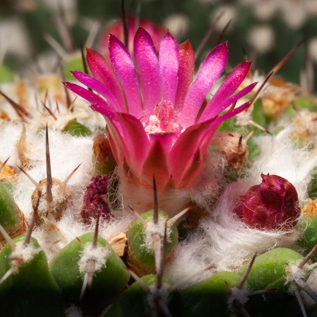 Kaktus - Mammillaria pringlei