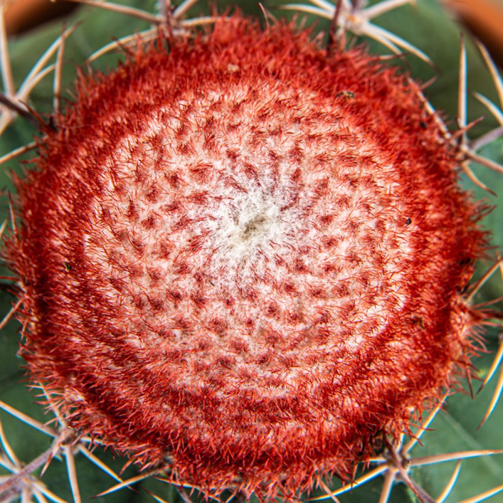 Melonenkaktus - Melocactus bahiensis