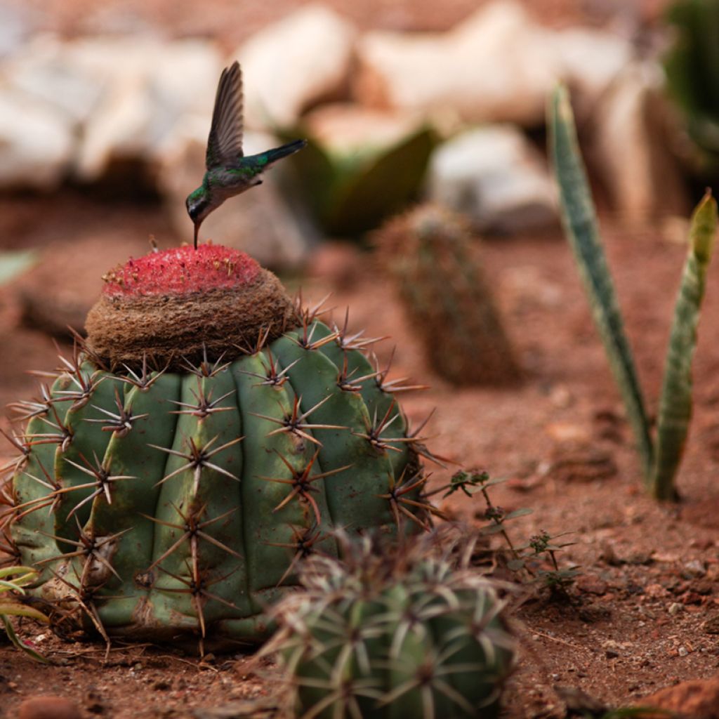 Melonenkaktus - Melocactus bahiensis