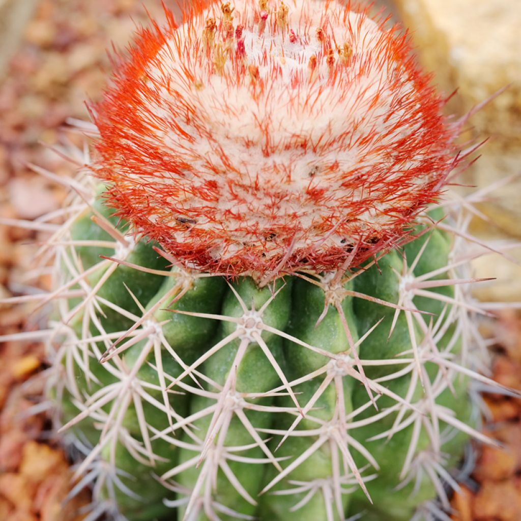 Melonenkaktus - Melocactus bahiensis