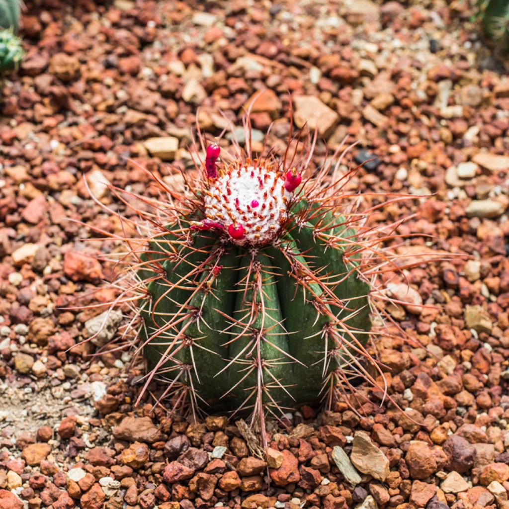 Melonenkaktus - Melocactus bahiensis