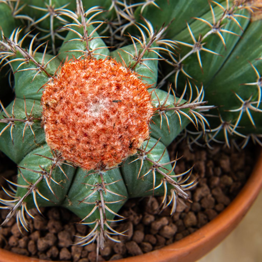 Melonenkaktus - Melocactus bahiensis