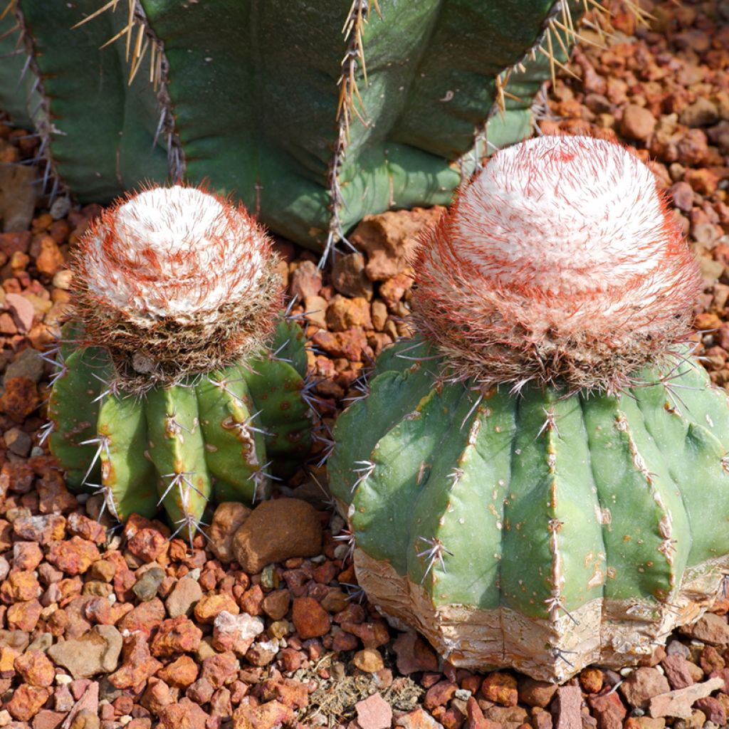 Melonenkaktus - Melocactus bahiensis