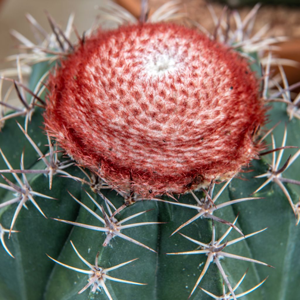 Melonenkaktus - Melocactus bahiensis
