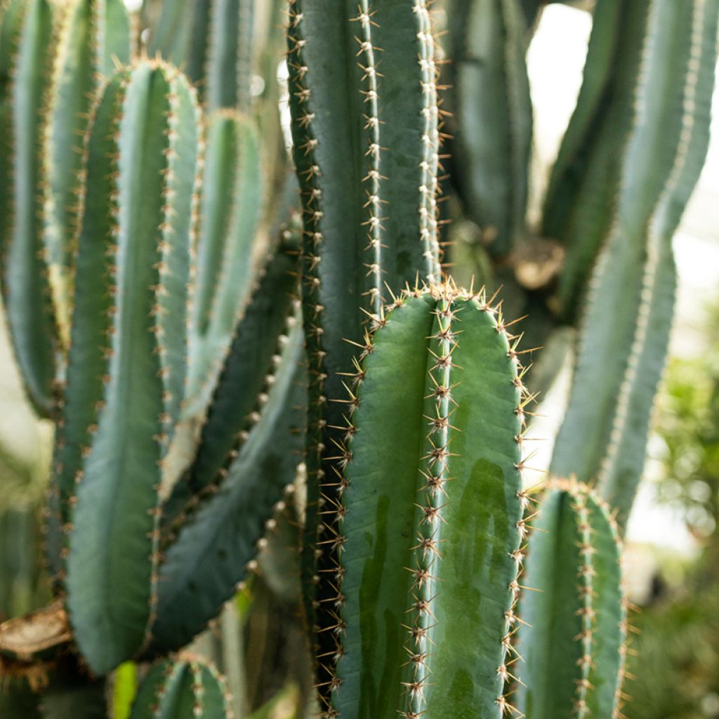 Kaktus - Pachycereus pringlei