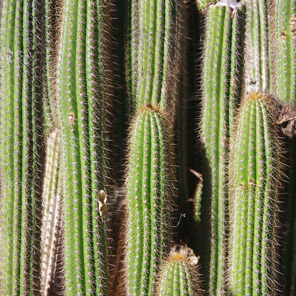 Kaktus - Pachycereus pringlei
