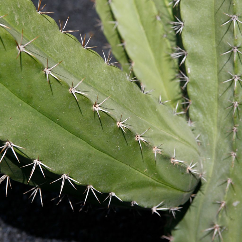 Kaktus - Polaskia chende