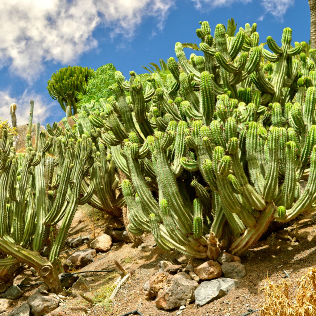 Kaktus - Polaskia chichipe