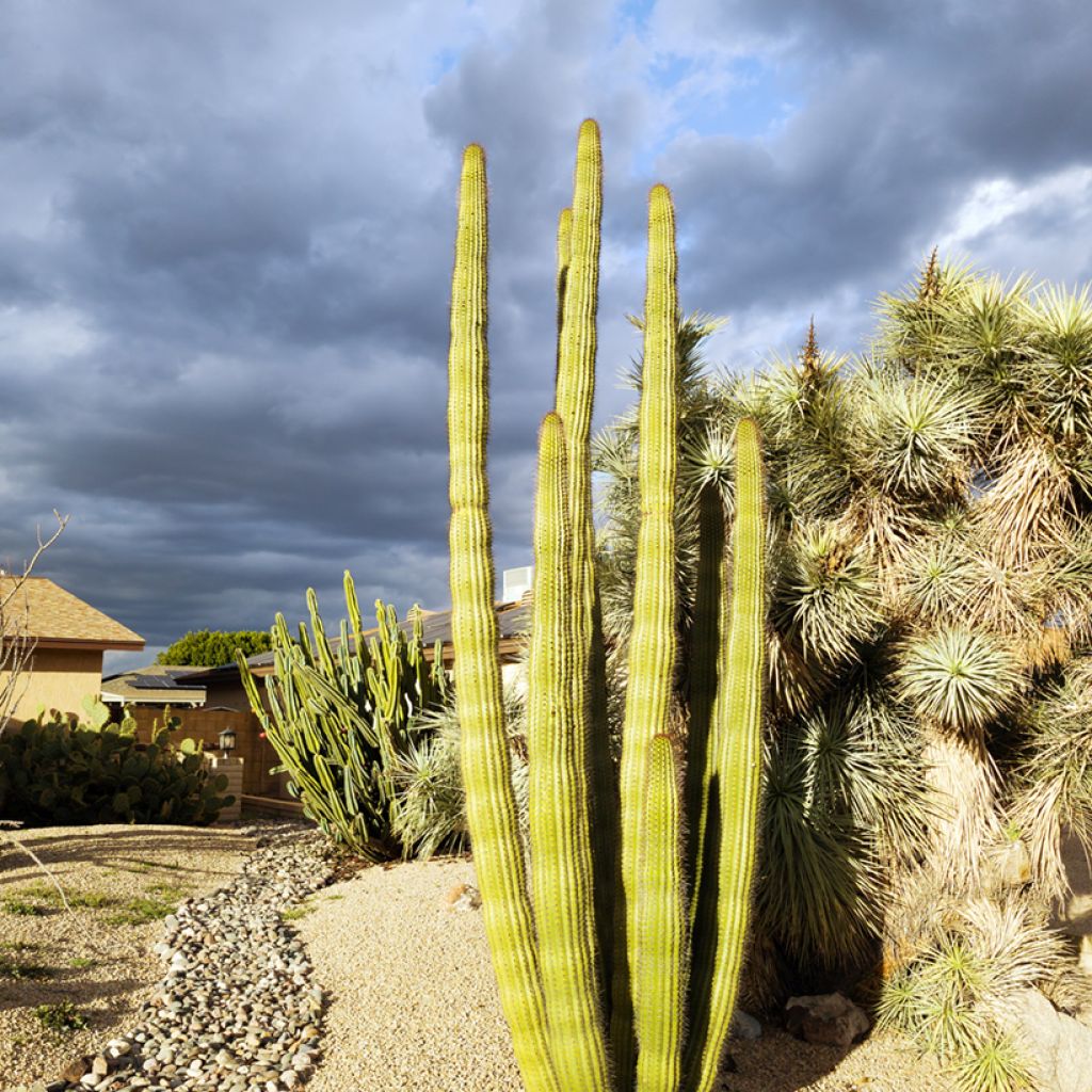 Kaktus - Stenocereus griseus