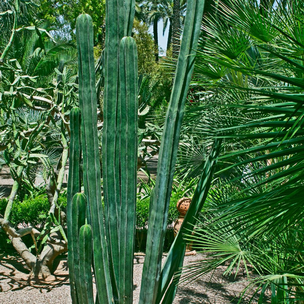 Kaktus - Stenocereus marginatus