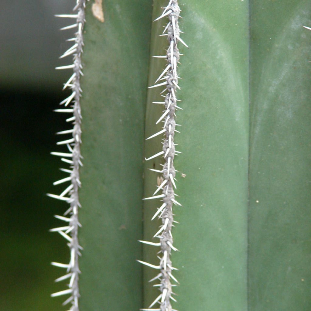 Kaktus - Stenocereus marginatus