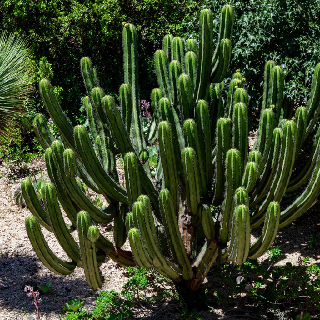 San-Pedro-Kaktus - Trichocereus pachanoi