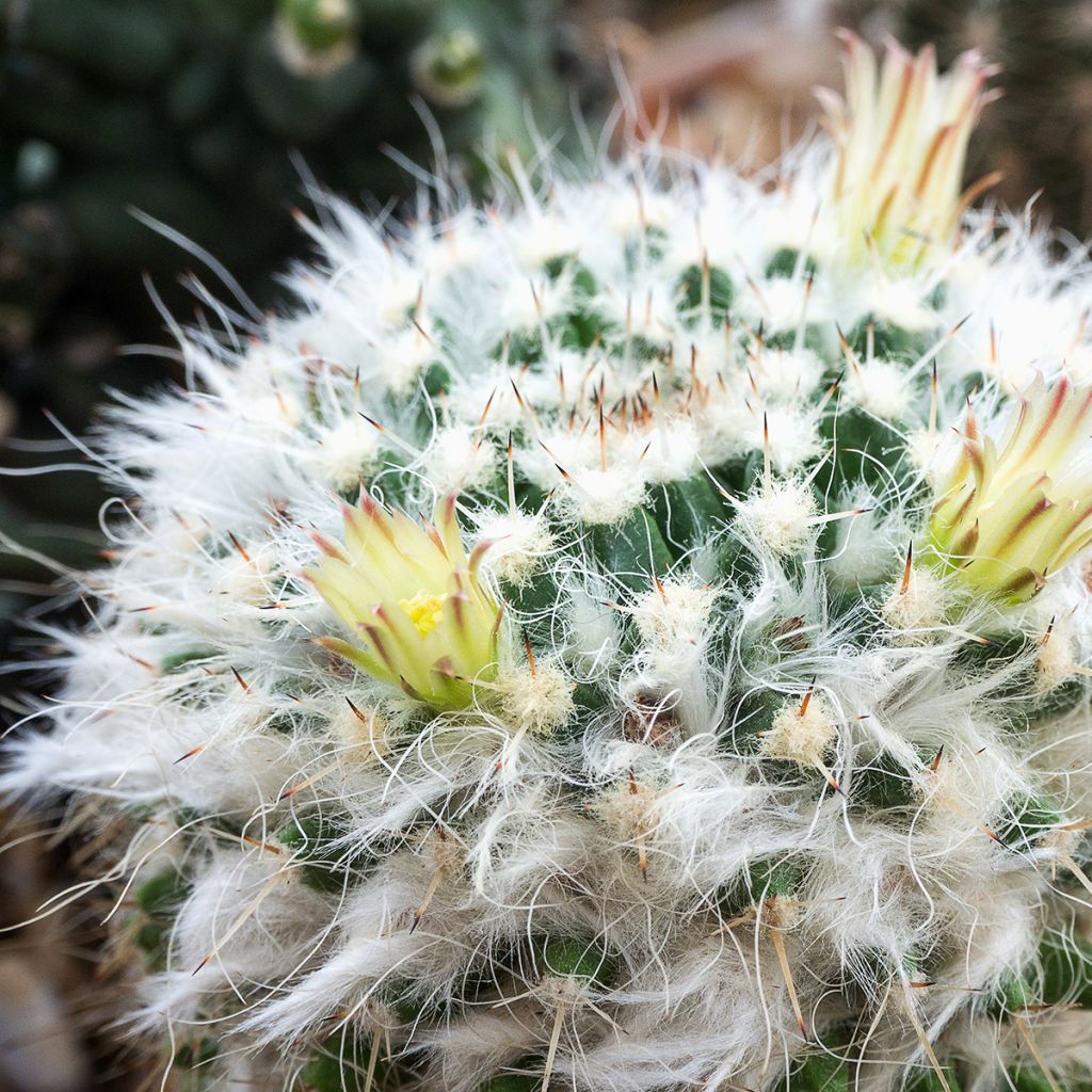 Kaktus - Mammillaria baxteriana