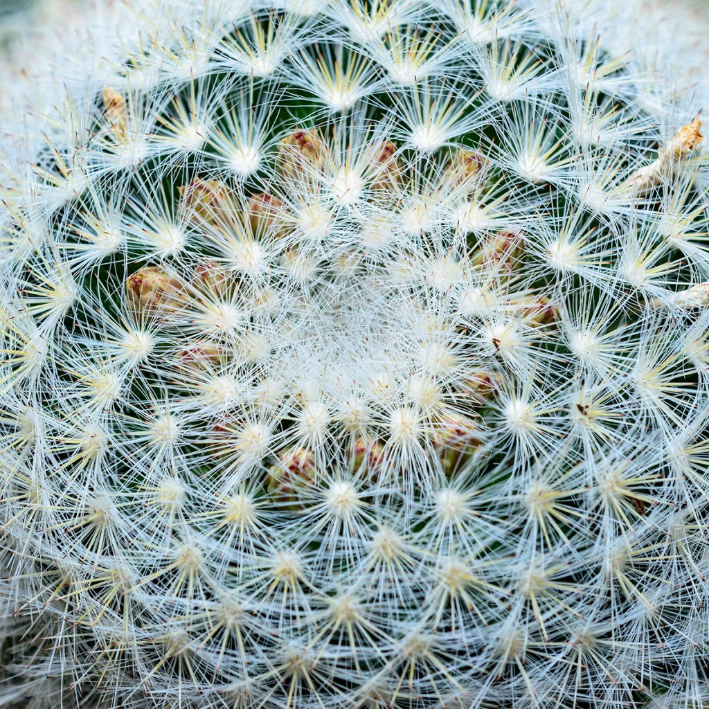 Kaktus - Mammillaria baxteriana