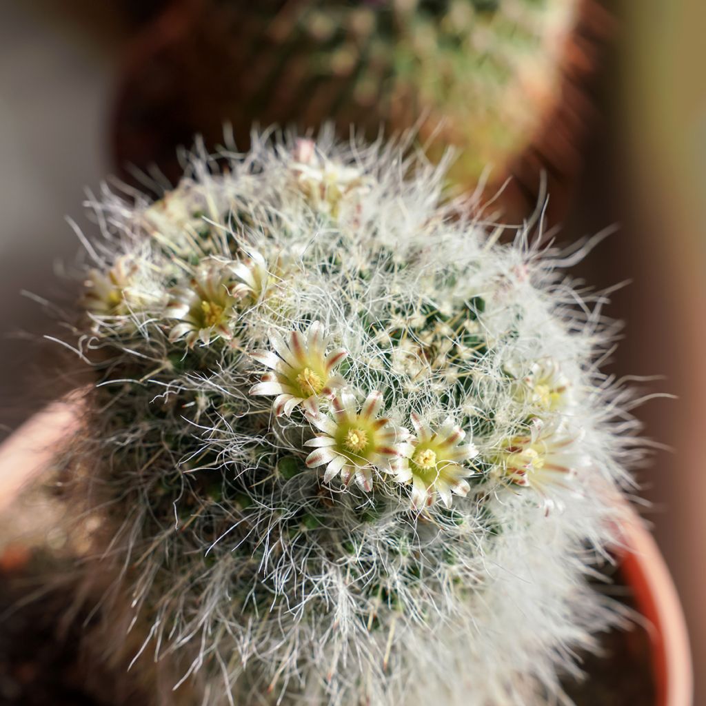 Kaktus - Mammillaria baxteriana