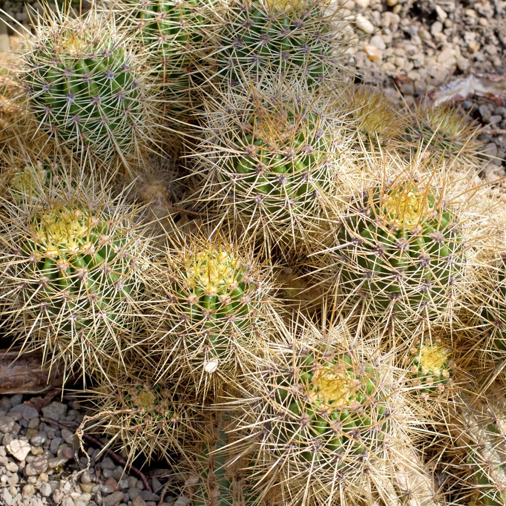 Kaktus - Mammillaria baxteriana