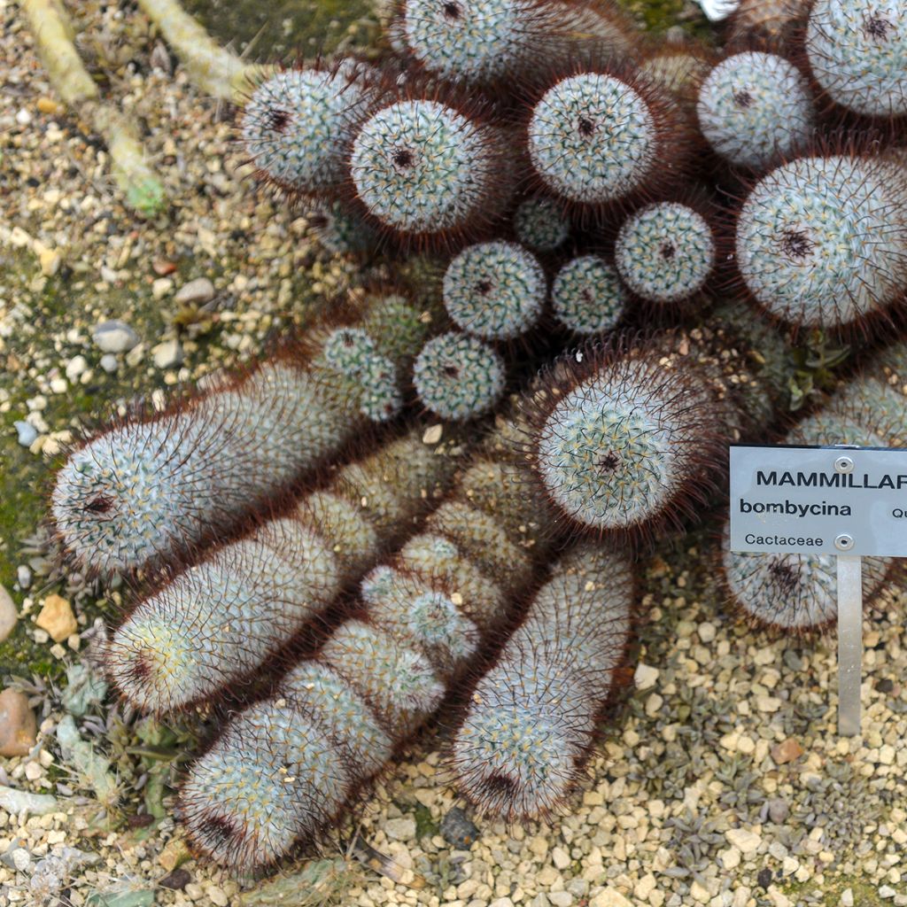 Kaktus - Mammillaria bombycina