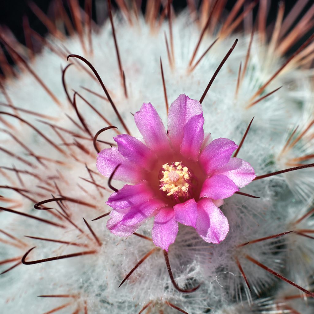 Kaktus - Mammillaria bombycina