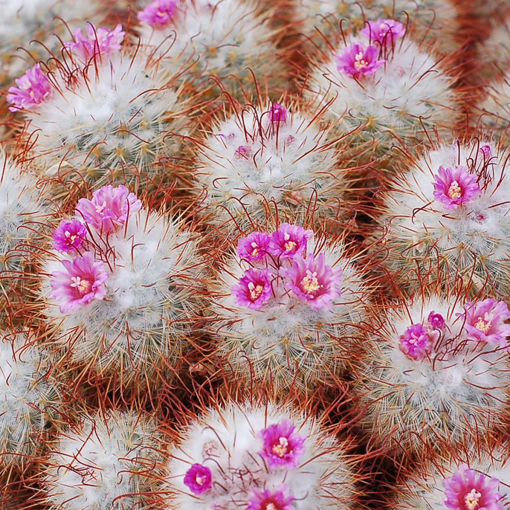 Kaktus - Mammillaria bombycina