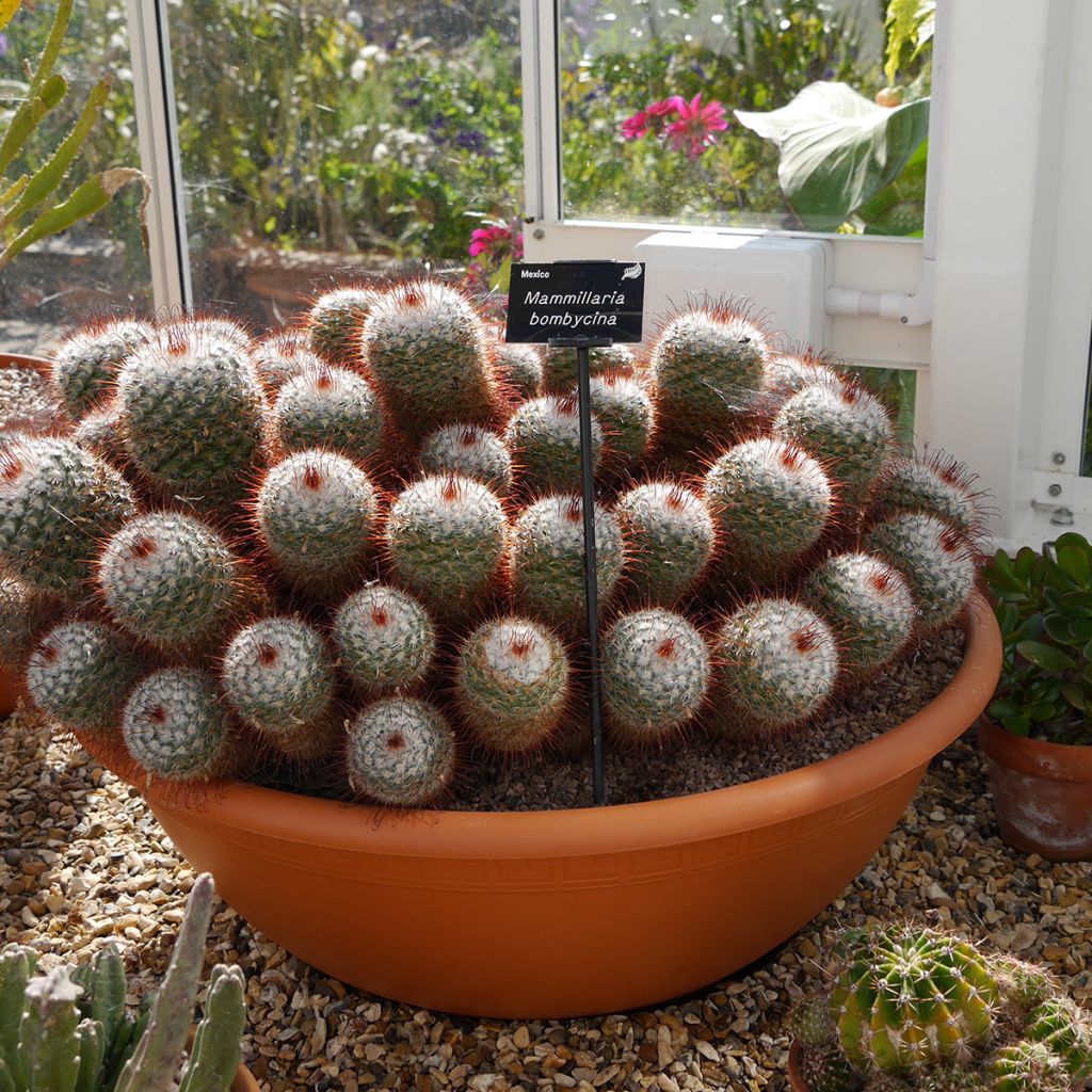 Kaktus - Mammillaria bombycina