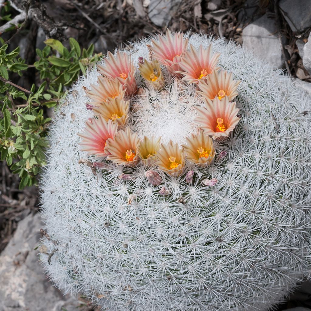 Kaktus - Mammillaria candida