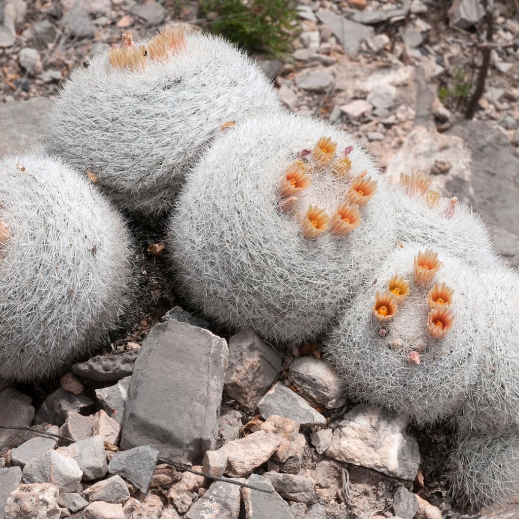 Kaktus - Mammillaria candida