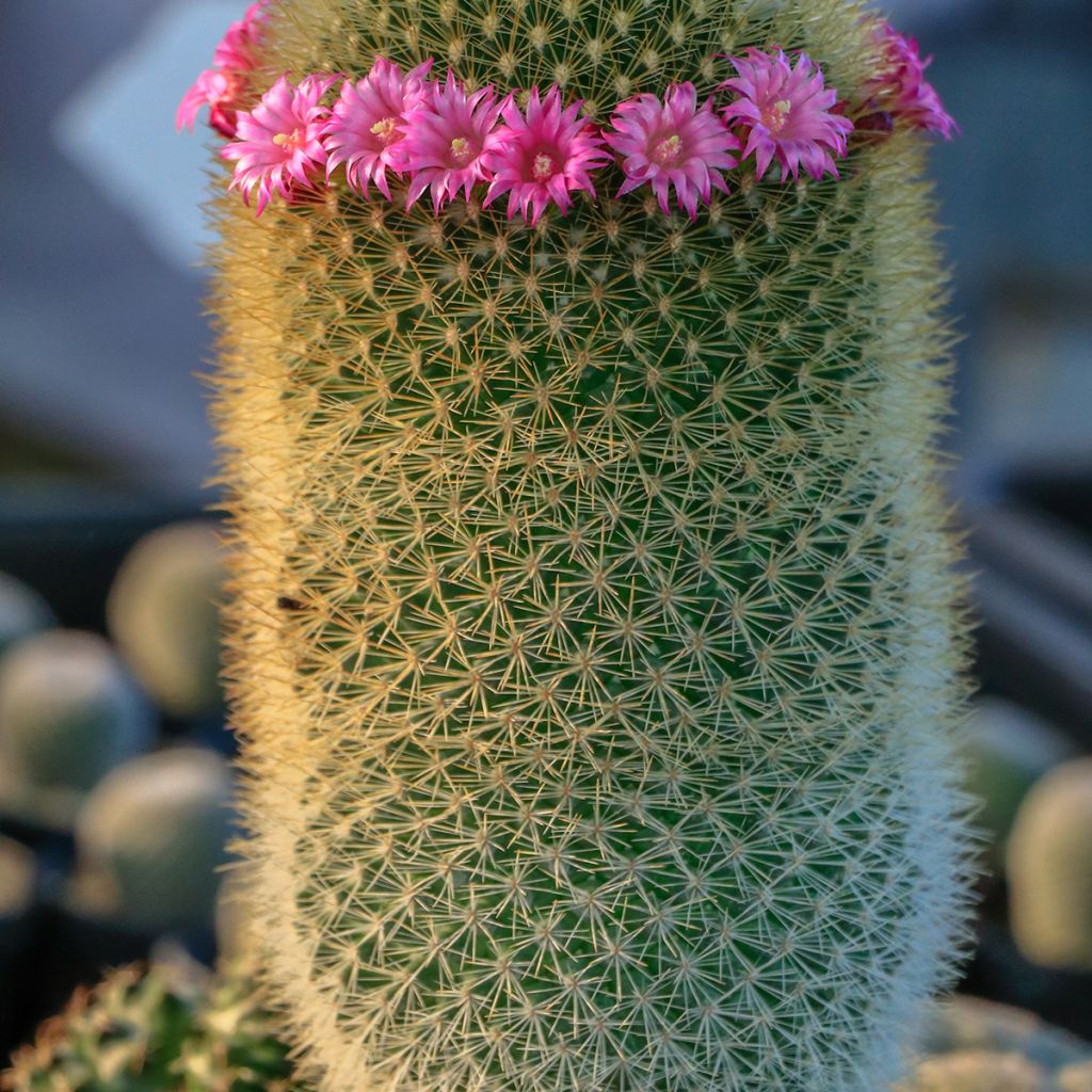 Kaktus - Mammillaria pilcayensis