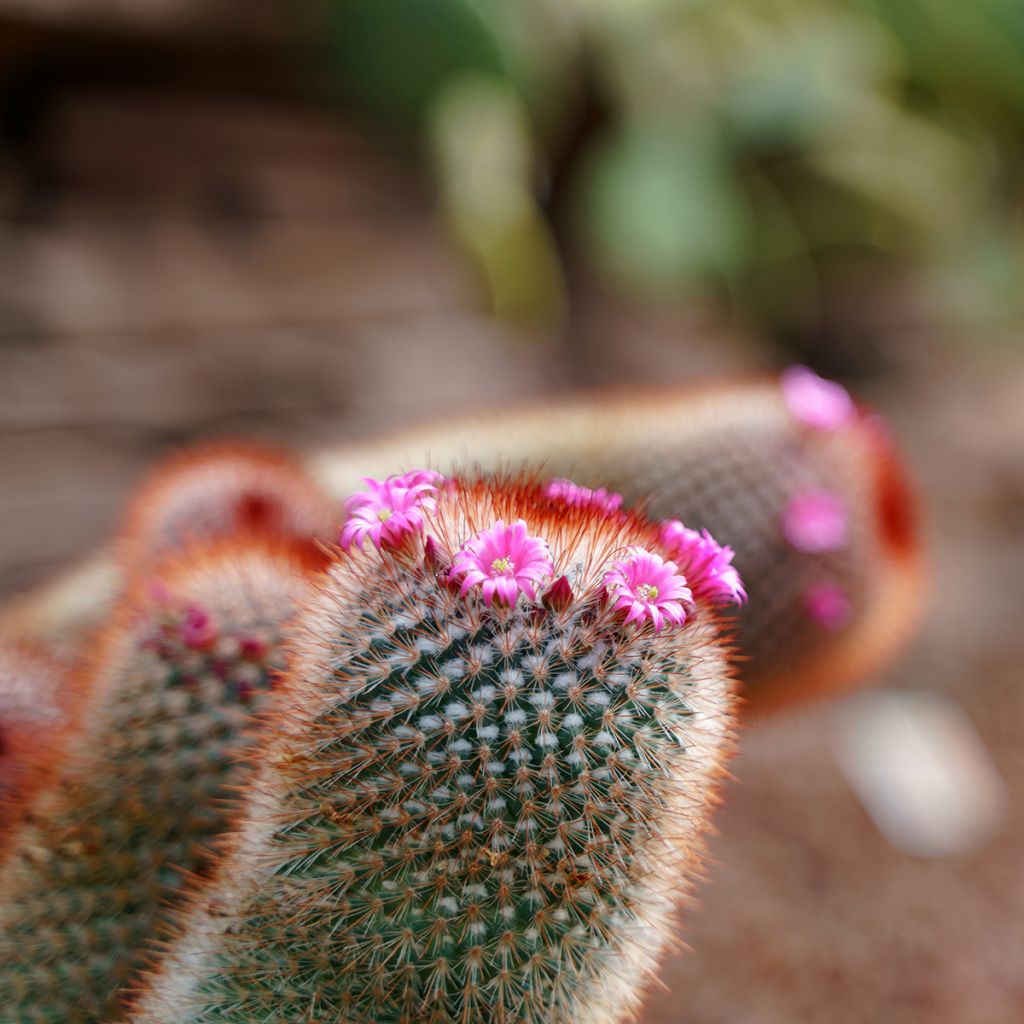 Kaktus - Mammillaria spinosissima f. rubrispina 