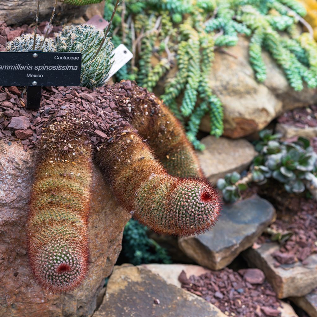 Kaktus - Mammillaria spinosissima f. rubrispina 