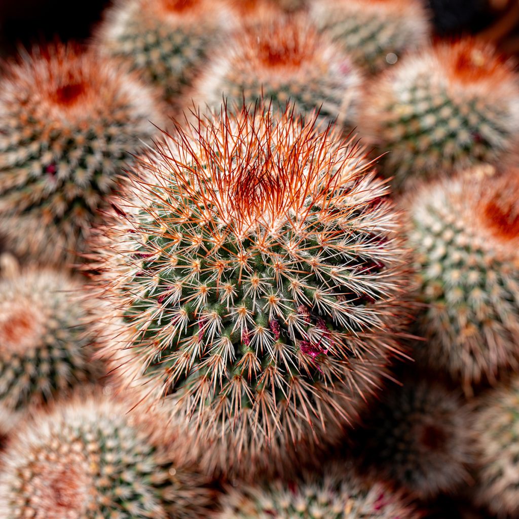 Kaktus - Mammillaria spinosissima f. rubrispina 