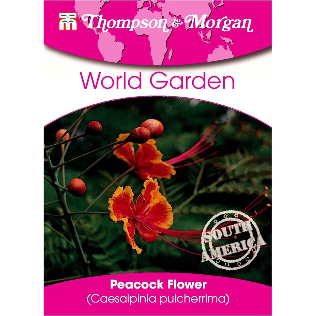 Caesalpinia pulcherrima (Samen) - Pfauenstrauch