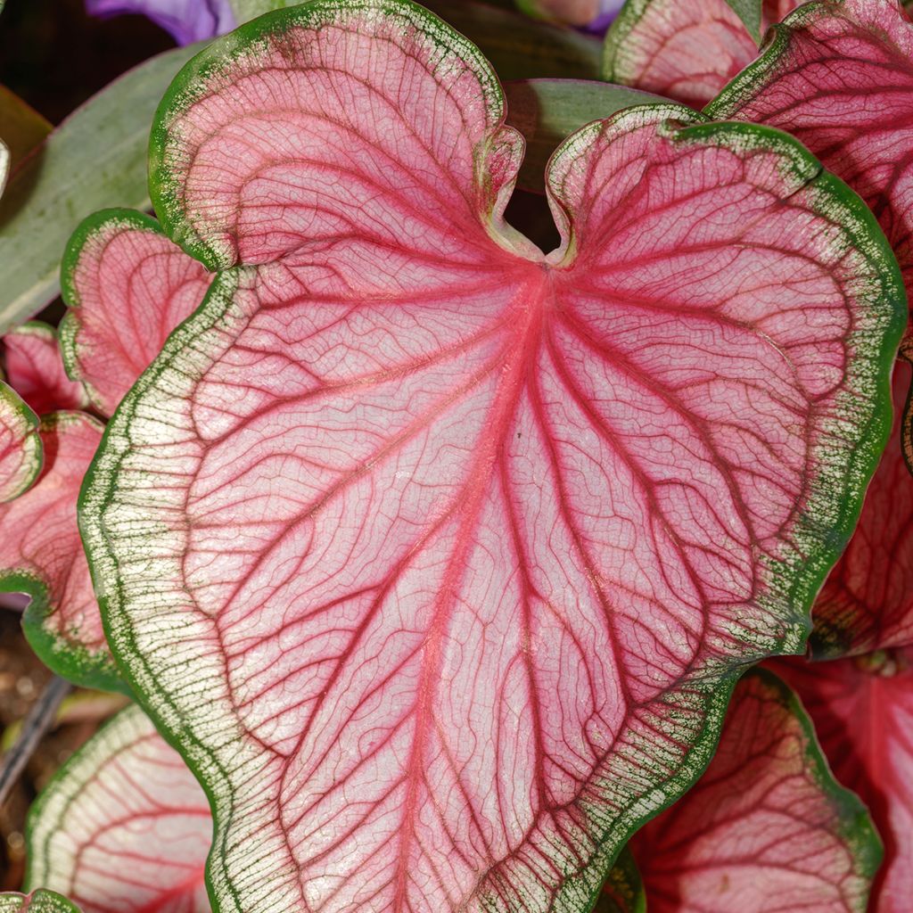Caladium Lucia