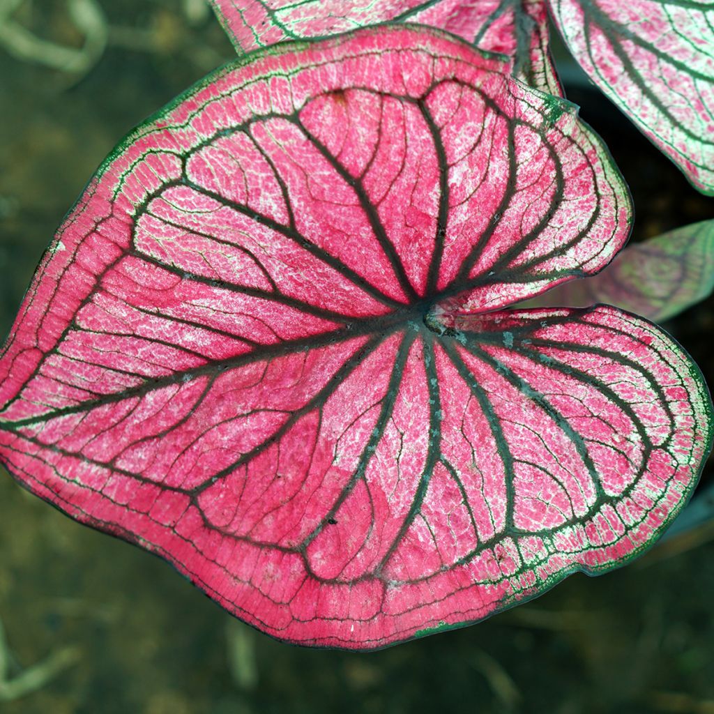 Caladium Lucia