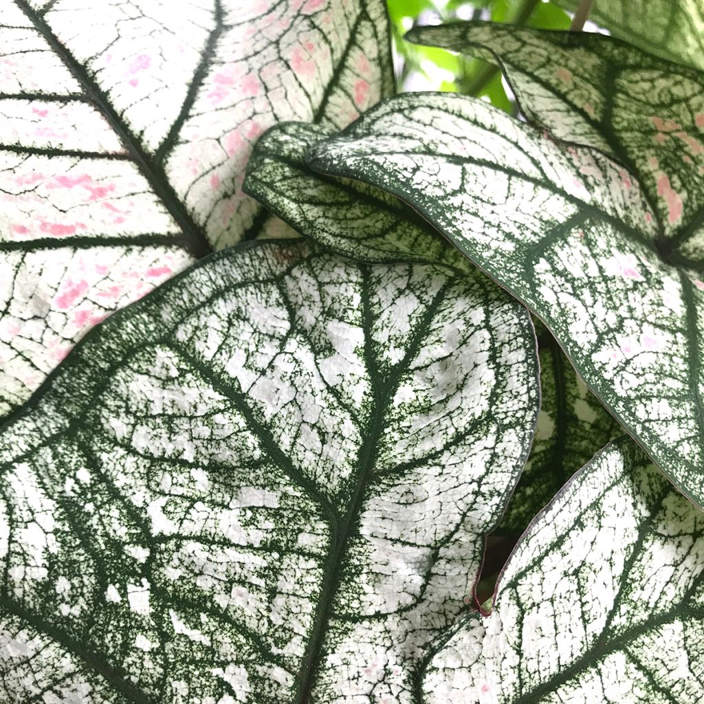 Caladium Pliage