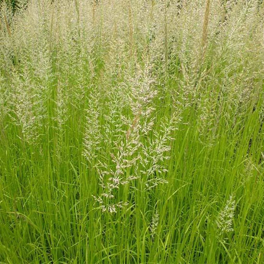 Calamagrostis acutiflora Waldenbuch - Reitgras