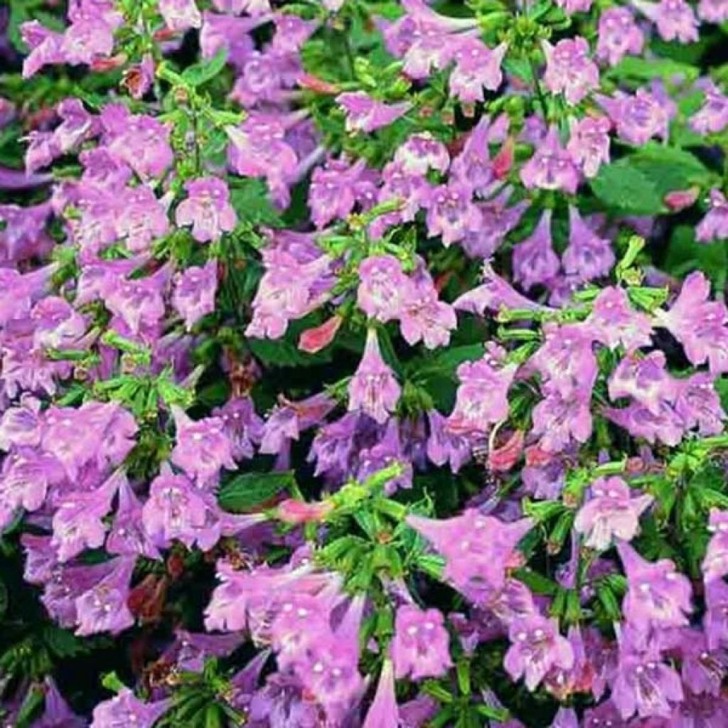 Großblütige Bergminze - Calamintha grandiflora