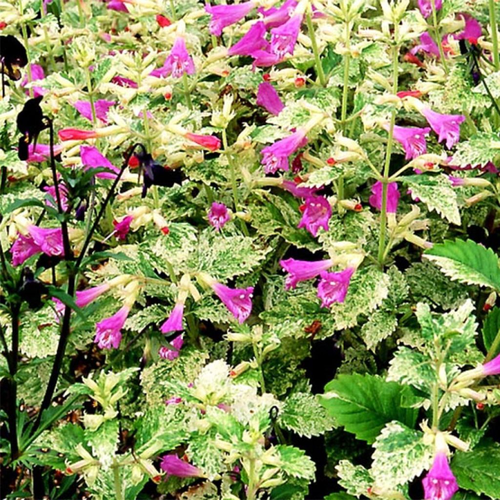 Calamintha grandiflora Variegata - Großblütige Bergminze