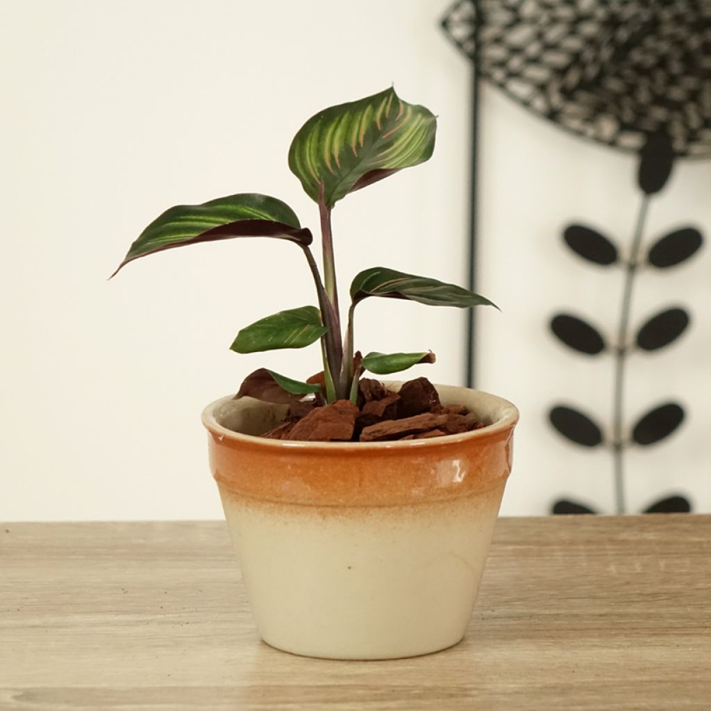 Calathea Beauty Star - Korbmaranten