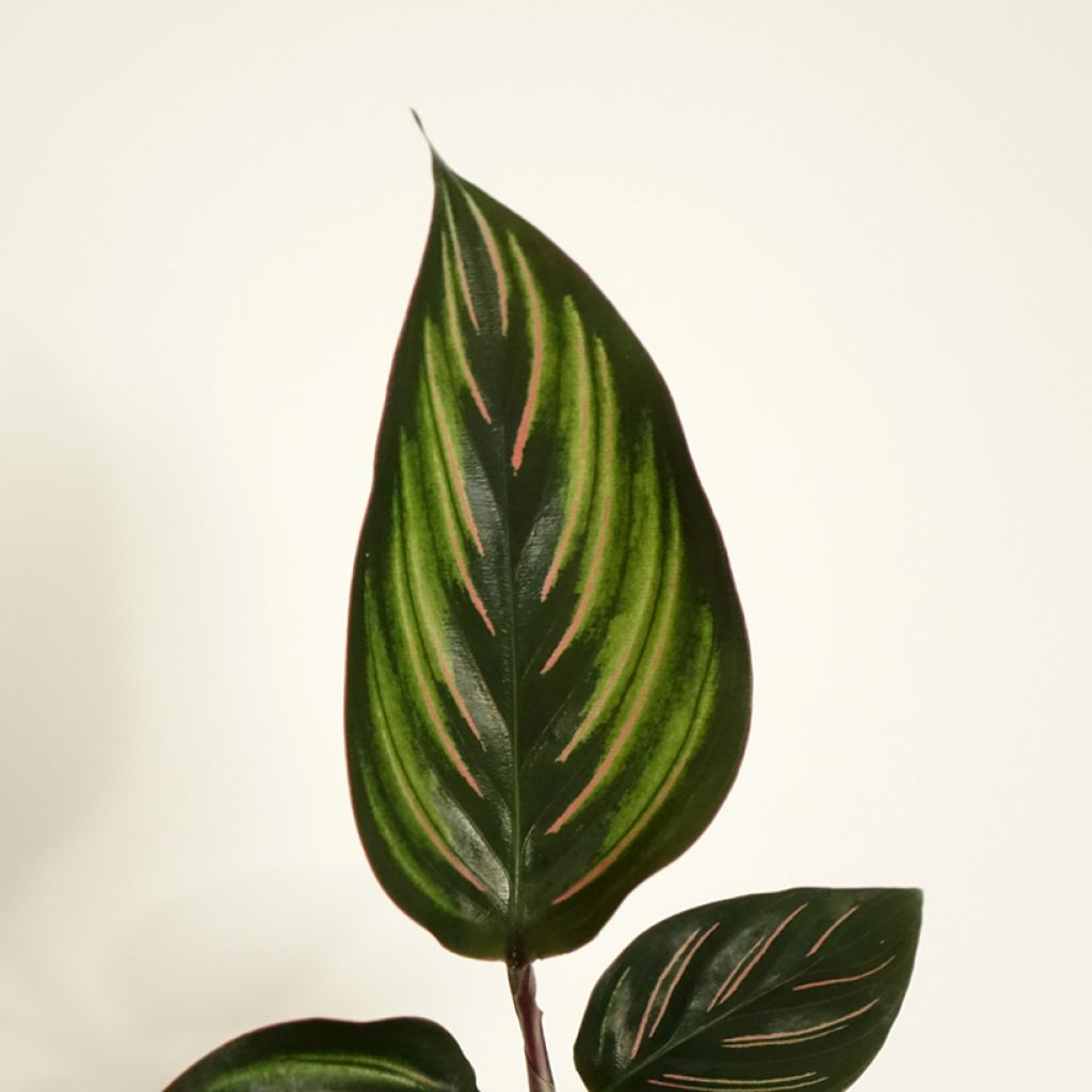 Calathea Beauty Star - Korbmaranten