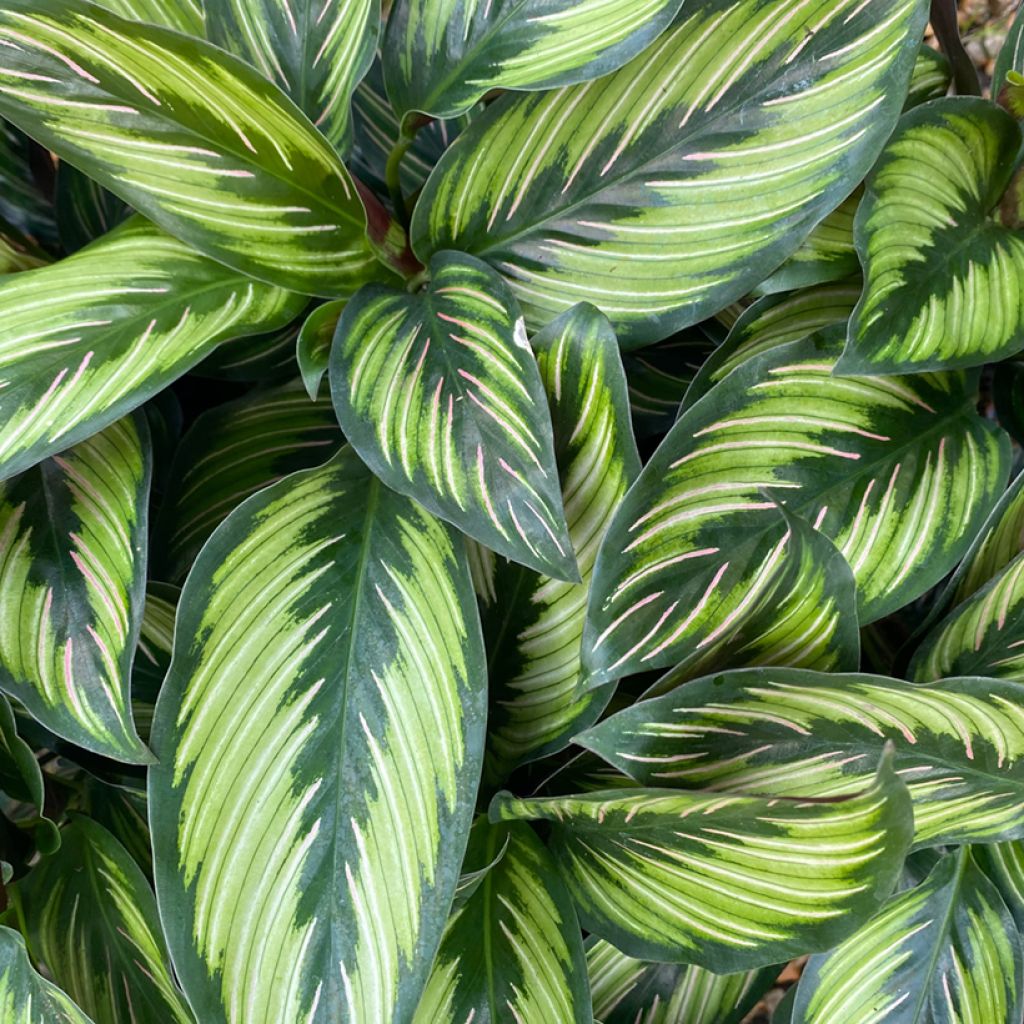 Calathea Beauty Star - Korbmaranten