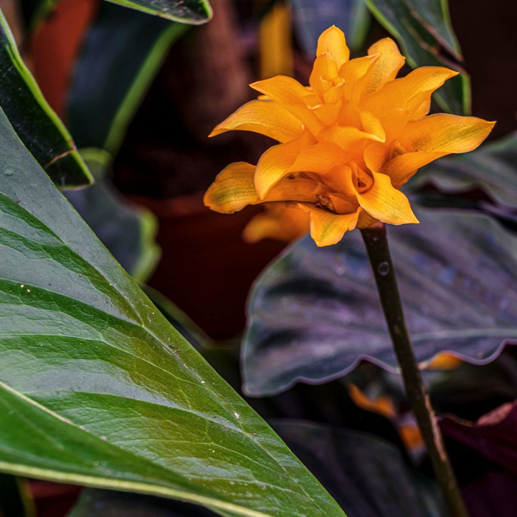 Calathea crocata - Korbmaranten