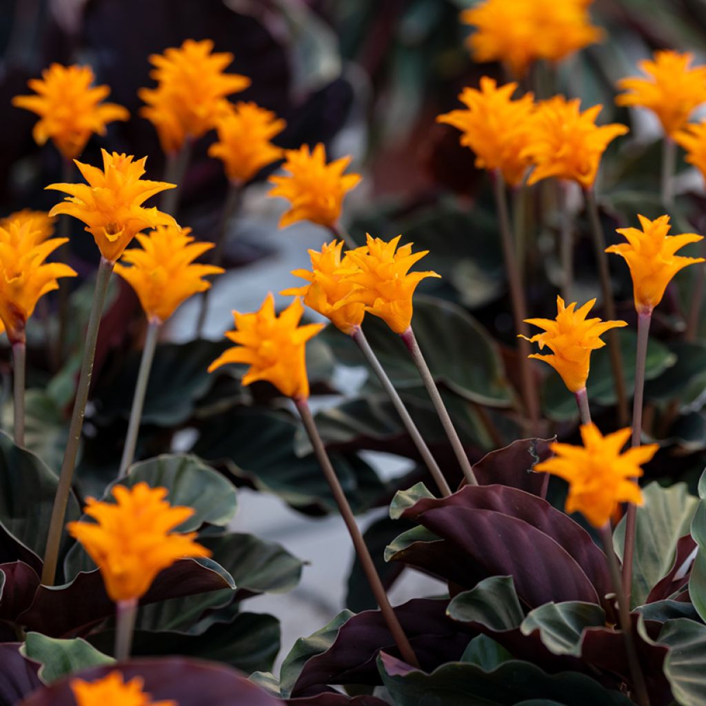 Calathea crocata - Korbmaranten