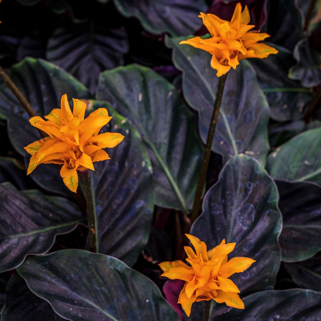 Calathea crocata - Korbmaranten