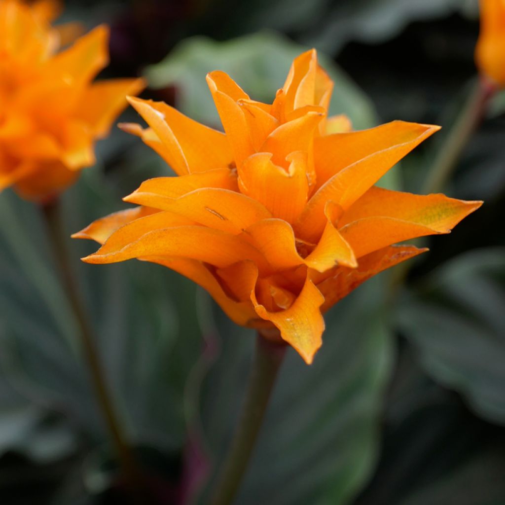 Calathea crocata - Korbmaranten