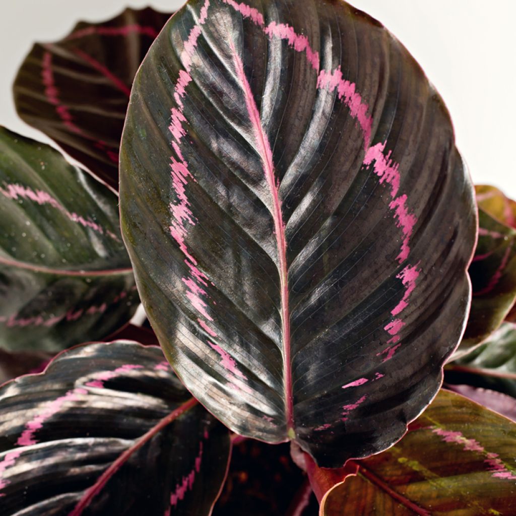 Calathea Dottie - Korbmaranten